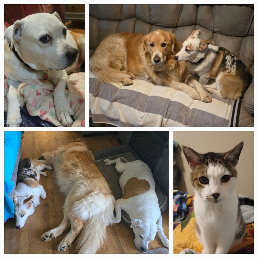 My 4 Sweet Furbabies